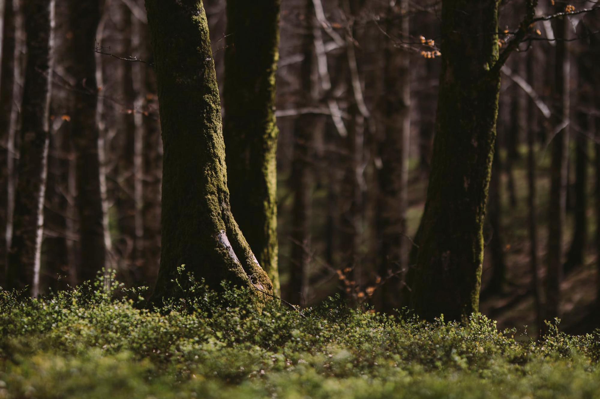 Eta 500 zuhaitz landatzen baditugu?