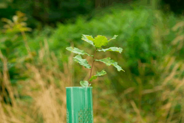 500 zuhaitz landatu Tantai