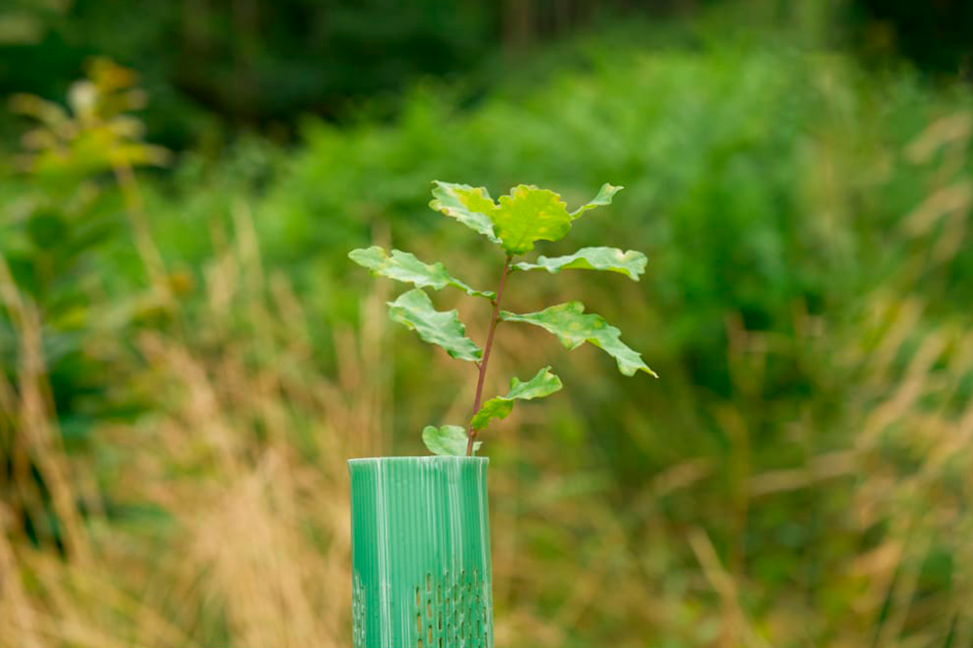 Se plantarán 500 árboles por los kilómetros sostenibles acumulados